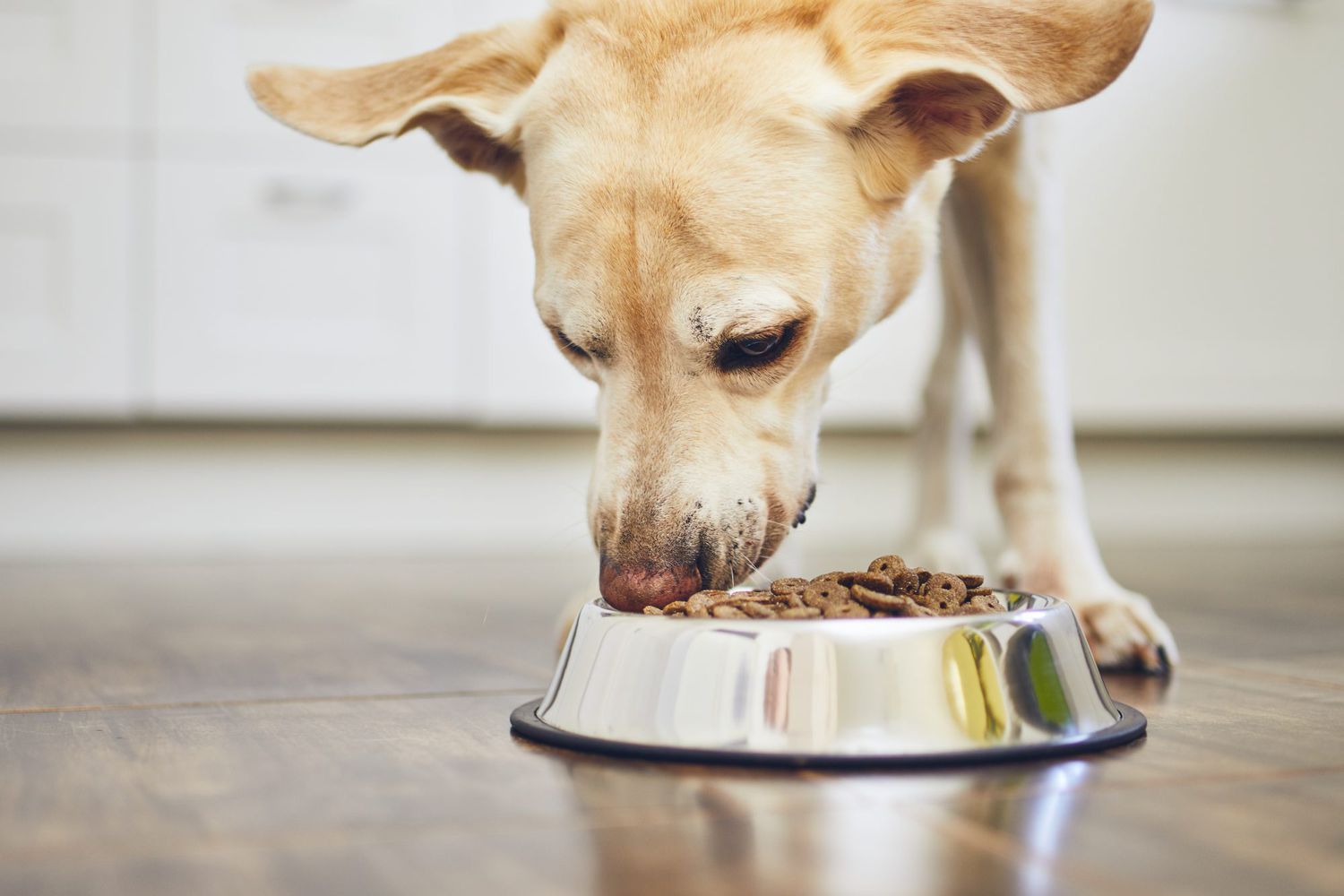 Exploring What Dogs Should Eat, Understanding Healthy Dog Food, and the Convenience of Online Ordering