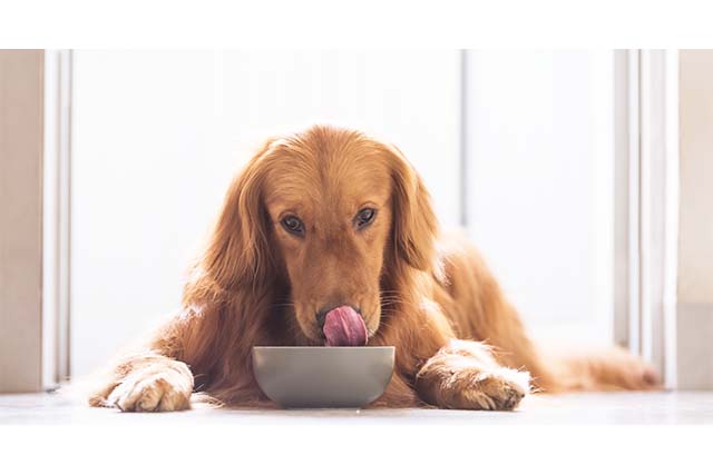 What to Feed Your Dog and How Online Ordering Simplifies the Process